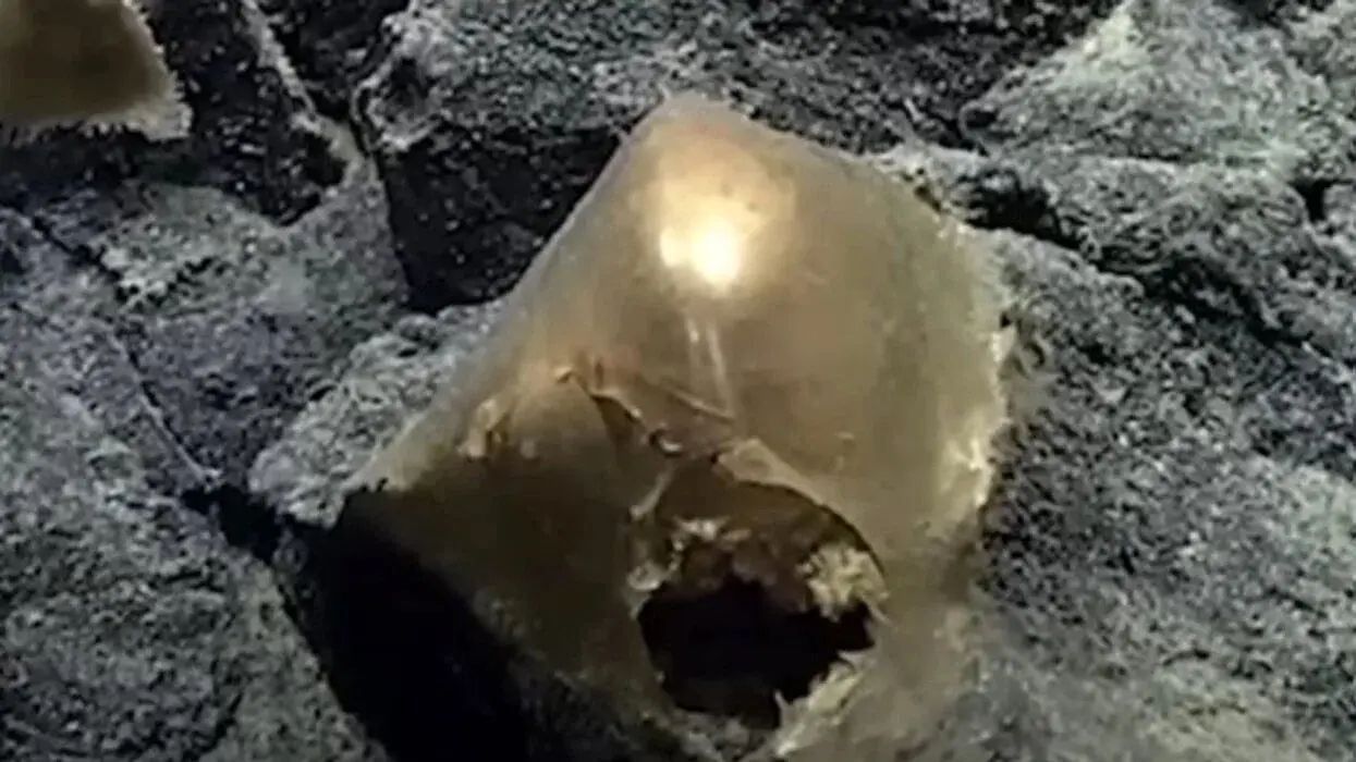 (تصویر) پیدا شدن تخم طلا در دریا!