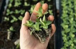 این خاک رشد گیاه را ۱۰ برابر می‌کند!