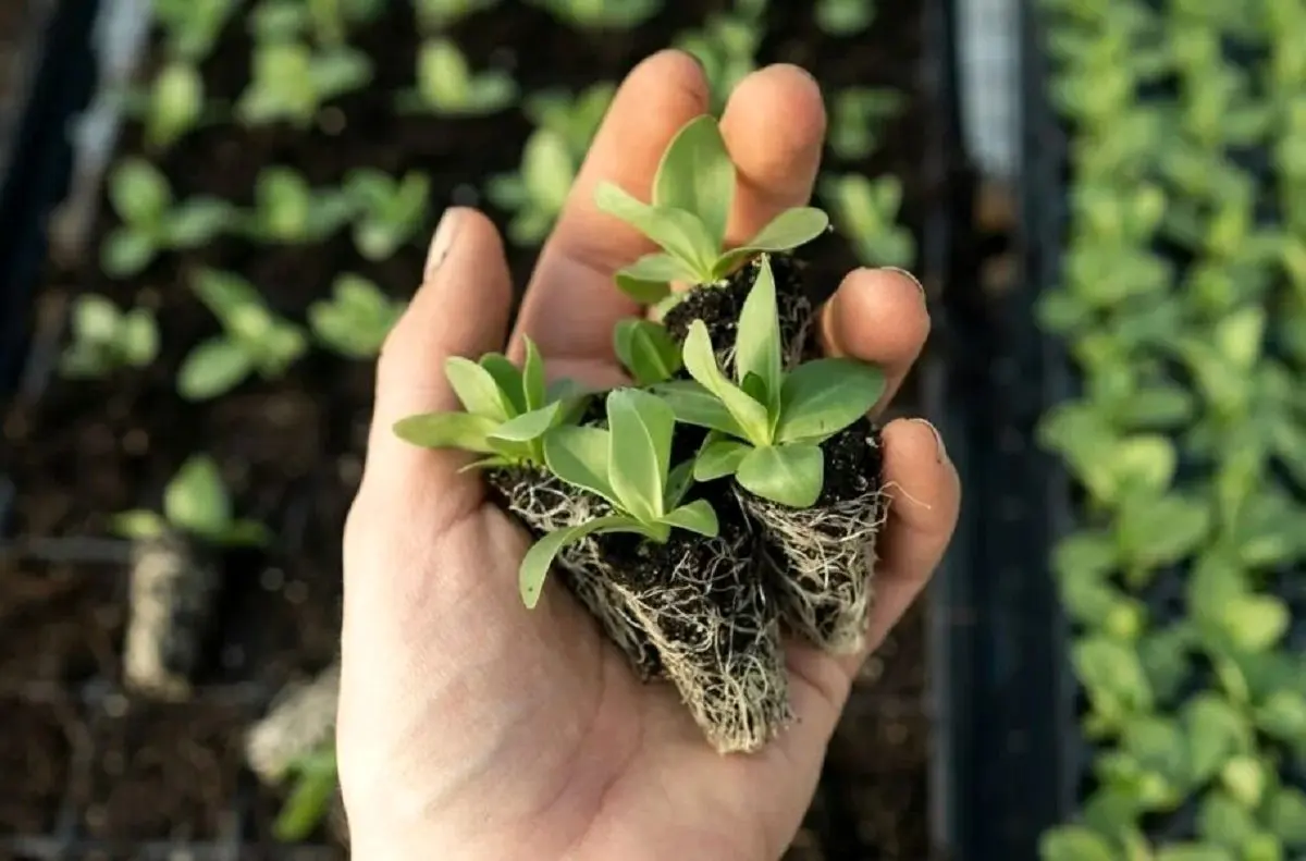 این خاک رشد گیاه را ۱۰ برابر می‌کند!