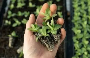 این خاک رشد گیاه را ۱۰ برابر می‌کند!