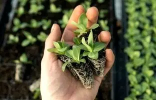 این خاک رشد گیاه را ۱۰ برابر می‌کند!