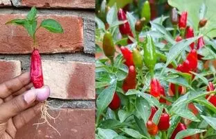 چگونه فلفل قرمز را در منزل بکاریم و برداشت کنیم + فیلم آموزشی