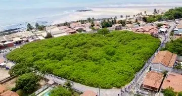 (تصویر) بزرگترین درخت بادام هندی جهان