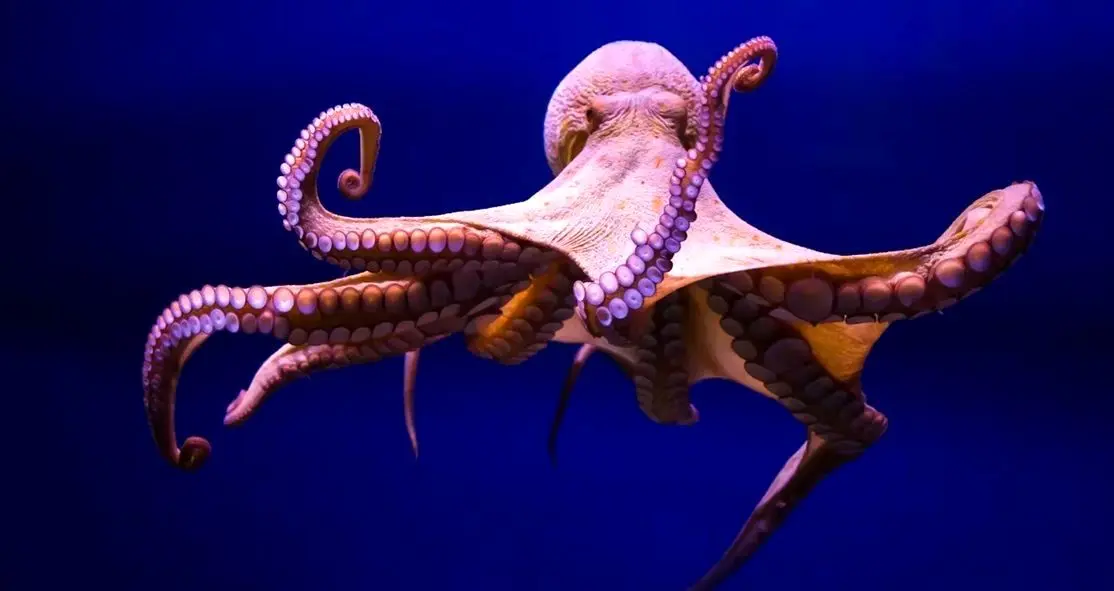 5 حقیقت جالب علمی؛ از صدای خورشید تا اشتباه نقشه‌های جهان