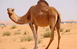 (ویدئو) شتر و تاریخ جالب زندگی این حیوان شگفت انگیز روی زمین