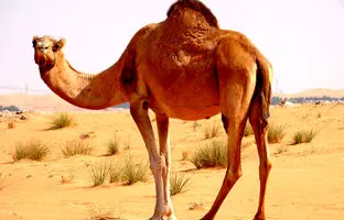 (ویدئو) شتر و تاریخ جالب زندگی این حیوان شگفت انگیز روی زمین