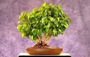 چند گیاه آپارتمانی برای خنک شدن خانه