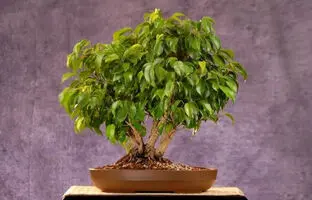 چند گیاه آپارتمانی برای خنک شدن خانه
