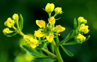 گیاه سداب چیست و چه خواصی دارد ؟