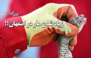 (ویدئو) زیاد شدن مار در اصفهان/ اگر در خانه مار دیدیم چه کنیم؟
