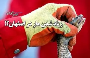 (ویدئو) زیاد شدن مار در اصفهان/ اگر در خانه مار دیدیم چه کنیم؟