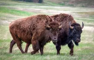 هجوم گاومیش‌های کوهان‌دار به یک شهر + ویدئو