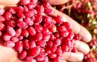 روش‌ های نگهداری زرشک خشک در خانه
