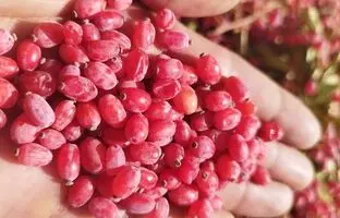 روش‌ های نگهداری زرشک خشک در خانه
