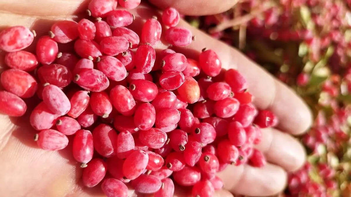 روش‌ های نگهداری زرشک خشک در خانه
