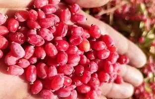 روش‌ های نگهداری زرشک خشک در خانه
