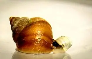 حلزون‌ها در گذشته چه شکلی بودند؟