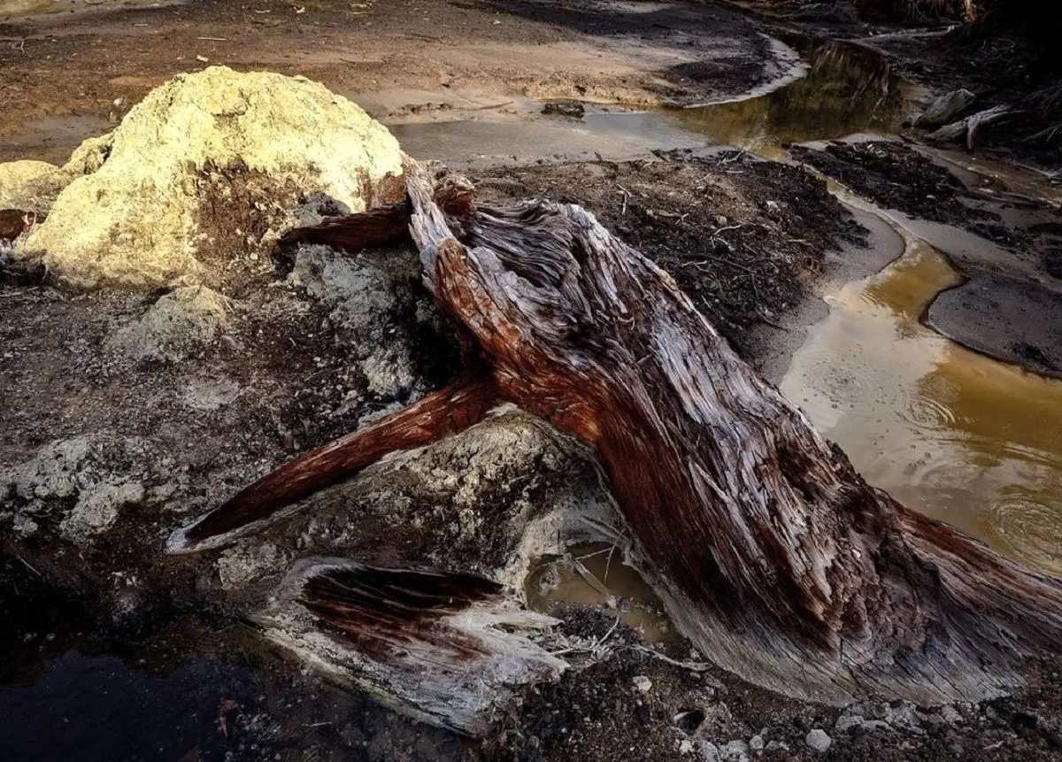 درخت 40 هزارساله‌ای که «تغییر میدان مغناطیسی» زمین را نشان می‌دهد + تصاویر