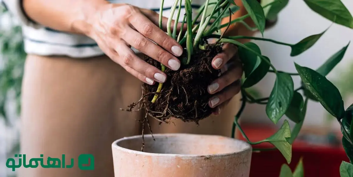 بهترین زمان تعویض گلدان + از کجا بفهمیم گلدان برای گیاهمان کوچک است؟