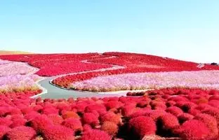 پارک ساحلی هیتاچی ژاپن؛ رویایی‌ترین پارک ساحلی جهان + ویدئو