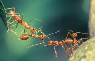 پدیده‌ای باورنکردنی از اتحاد مورچه‌ها + ویدئو