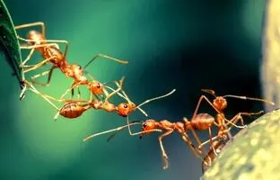 پدیده‌ای باورنکردنی از اتحاد مورچه‌ها + ویدئو