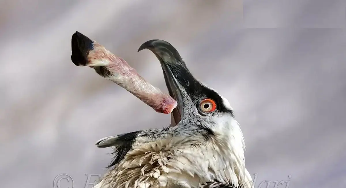 نمایش شگفت‌انگیز پرنده کمیاب هما با یک لقمه استخوان! +ویدئو