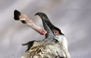 نمایش شگفت‌انگیز پرنده کمیاب هما با یک لقمه استخوان! +ویدئو