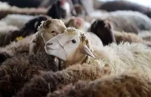 قیمت دام زنده امروز چهارشنبه ۲ آبان ۱۴۰۳