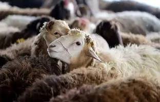 قیمت دام زنده امروز چهارشنبه ۲ آبان ۱۴۰۳