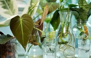 اسفند، ماه تکثیر! این 8 گیاه آپارتمانی را همین حالا قلمه بزنید