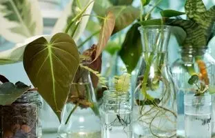 اسفند، ماه تکثیر! این 8 گیاه آپارتمانی را همین حالا قلمه بزنید