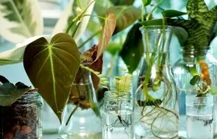 اسفند، ماه تکثیر! این 8 گیاه آپارتمانی را همین حالا قلمه بزنید
