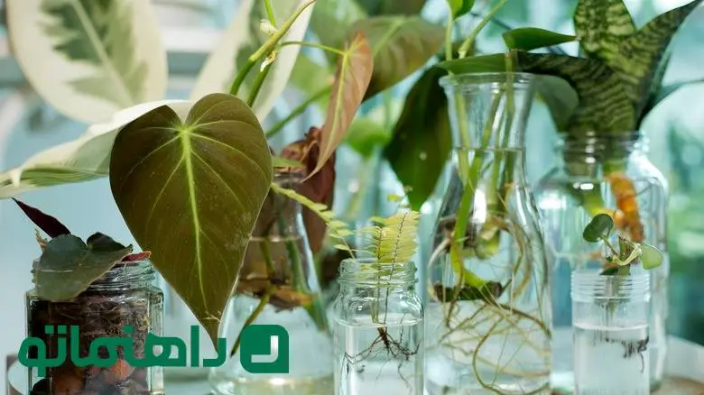اسفند، ماه تکثیر! این 8 گیاه آپارتمانی را همین حالا قلمه بزنید