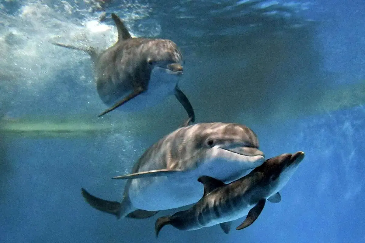  لحظه‌ نادر و شگفت‌انگیز تولد یک نوزاد دلفین + ویدئو