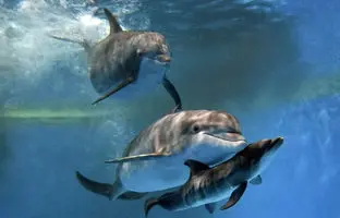  لحظه‌ نادر و شگفت‌انگیز تولد یک نوزاد دلفین + ویدئو