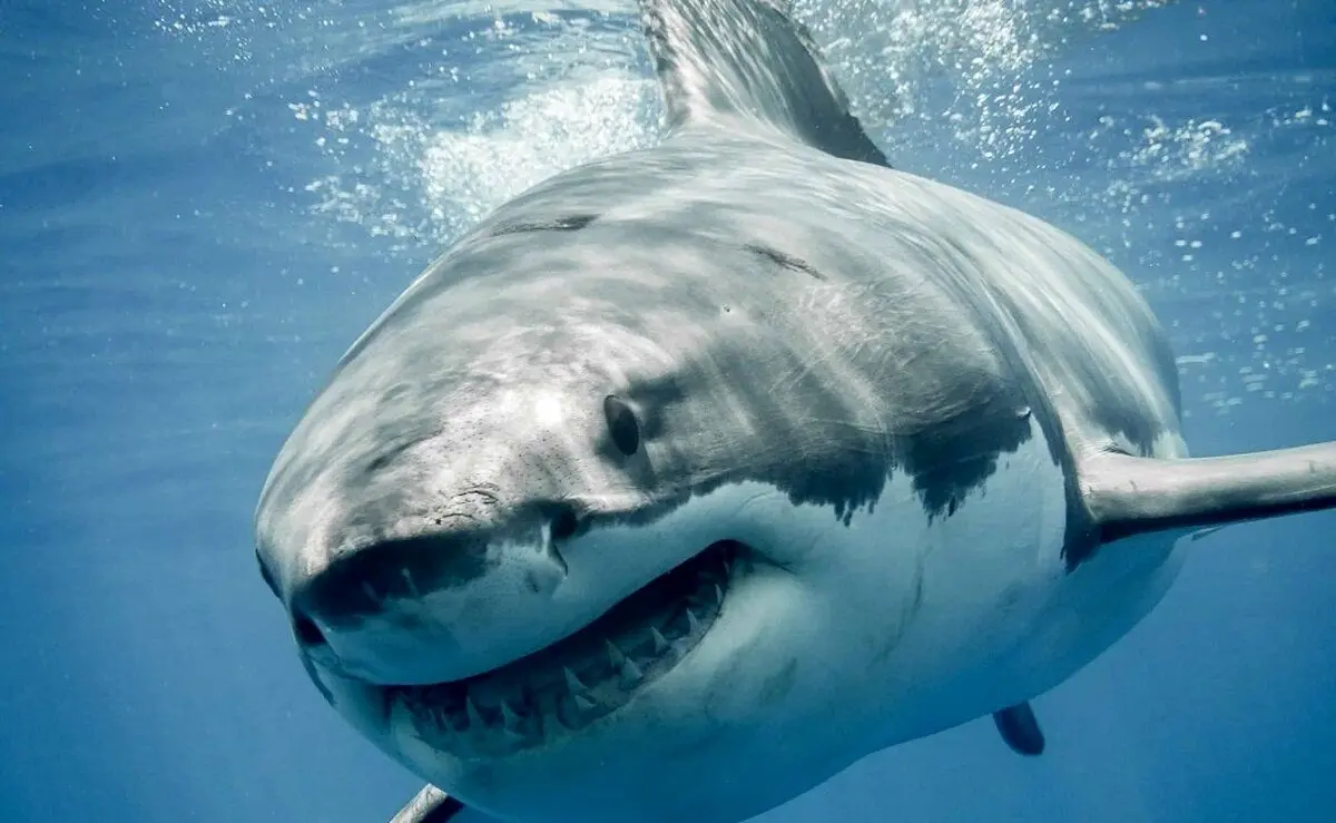 چرا کوسه‌ به انسان حمله می‌کند؟