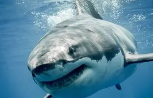 چرا کوسه‌ به انسان حمله می‌کند؟