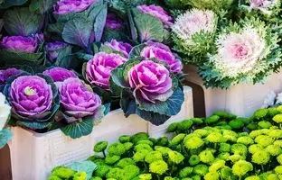 کاشت و نگهداری گیاه کلم زینتی؛ باغچه ای رنگارنگ حتی در زمستان