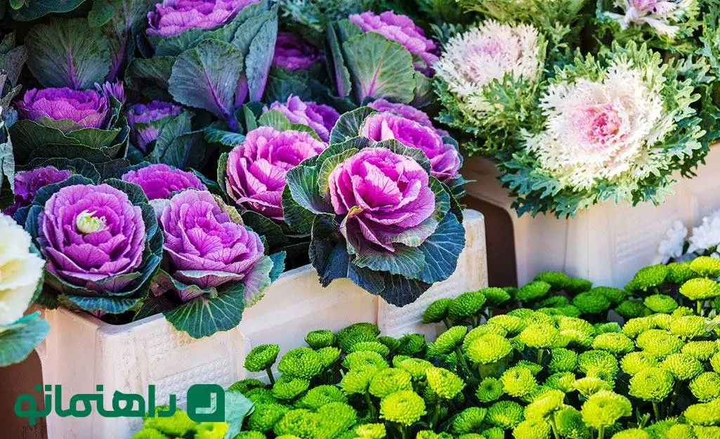 کاشت و نگهداری گیاه کلم زینتی؛ باغچه ای رنگارنگ حتی در زمستان