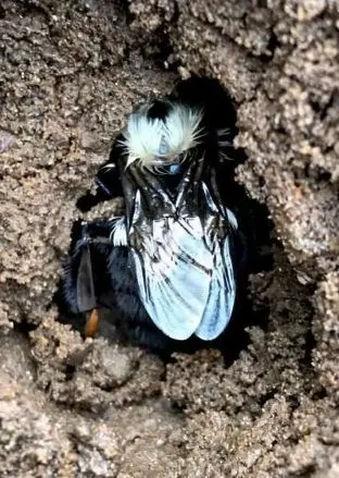 خواب زمستانی ملکه در خاک آلوده