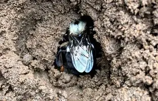 خواب زمستانی ملکه در خاک آلوده