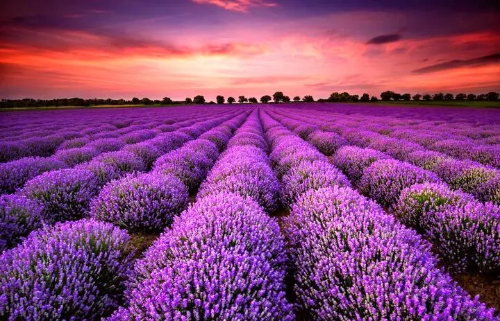 توضیح شوکه کننده علم : رنگ بنفش واقعاً وجود ندارد!