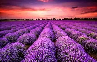 توضیح شوکه کننده علم : رنگ بنفش واقعاً وجود ندارد!