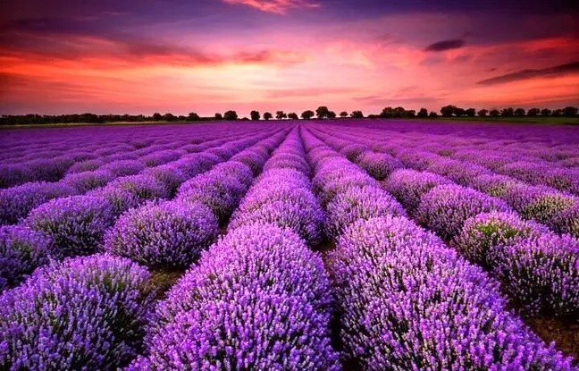 توضیح شوکه کننده علم : رنگ بنفش واقعاً وجود ندارد!