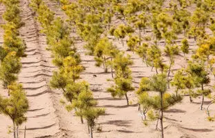 ترفندهای چین برای بهشتی کردن نقاط بیابانی + ویدئو