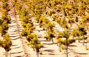 ترفندهای چین برای بهشتی کردن نقاط بیابانی + ویدئو