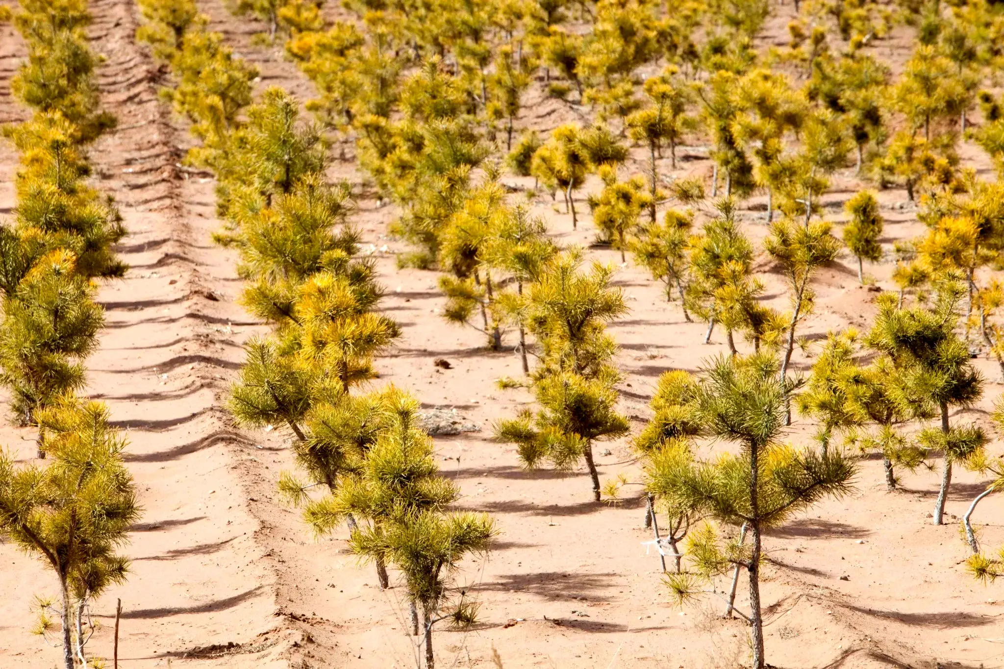 ترفندهای چین برای بهشتی کردن نقاط بیابانی + ویدئو