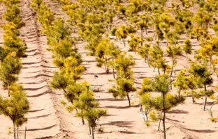 ترفندهای چین برای بهشتی کردن نقاط بیابانی + ویدئو