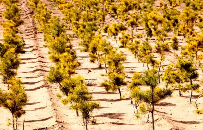 ترفندهای چین برای بهشتی کردن نقاط بیابانی + ویدئو